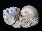 Otostoma retzii (NILSSON 1827) - Bild © FossNet FossilienStore